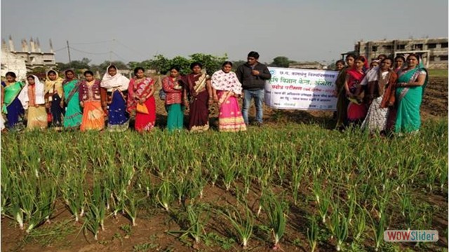 Assessment of high yielding variety of  Onion under wheat onion cropping system