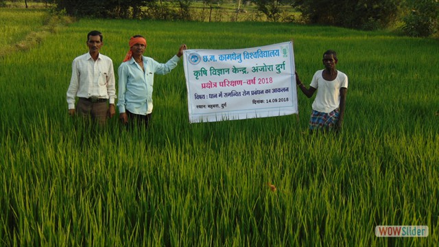 Assessment of Integrated Disease Management in Paddy