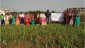Assessment of high yielding variety of  Onion under wheat onion cropping system